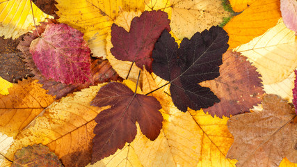 Canvas Print - panoramic autumn background from fallen leaves