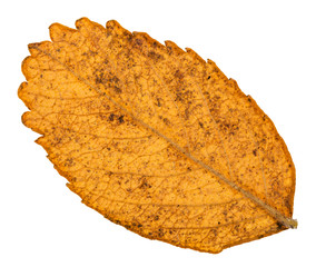 Canvas Print - back side of autumn yellow leaf of dog rose plant