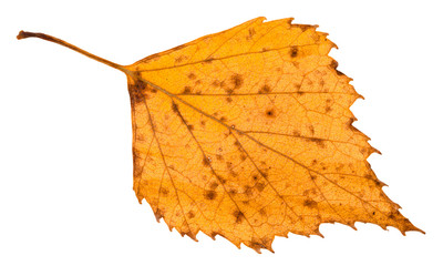 Canvas Print - fallen rotten yellow leaf of birch tree isolated
