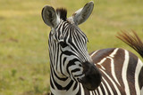 Fototapeta Konie - Curious Zebra