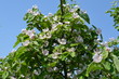 Pigwa pospolita (Cydonia oblonga) - kwitnące drzewo