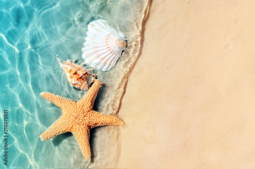 starfish and seashell on the summer beach in sea water. - obrazy, fototapety, plakaty 