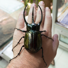 Huge tropical beetle on hand