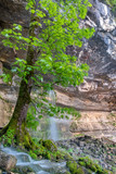 Fototapeta Na ścianę - French landscape - Jura. Waterfall in the Jura mountains with tree on rocks.