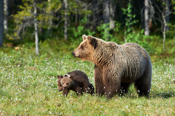 Wall Mural - mother brown bear (ursus arctos) and her cubs