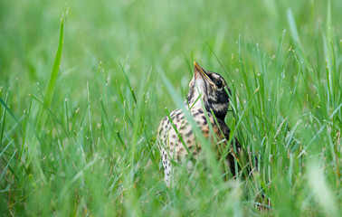 Wall Mural - baby robin out of nest waiting on feeding from mom. Beak up sitting in grass