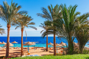 Sunny resort beach with palm tree at the coast shore of Red Sea in Sharm el Sheikh, Sinai, Egypt, Asia in summer hot. Bright sunny light