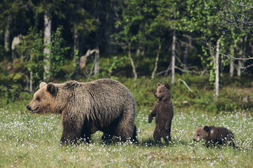 Wall Mural - female brown bear and her cubs, matte style.