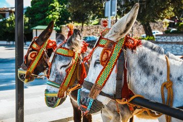 Close up of colorful decorated donkeys famous as Burro-taxi waiting for passengers in Mijas, a major tourist attraction. Andalusia, Spain