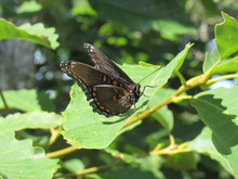 Red-spotted Purple Admiral Butterfly (Limenitis Arthemis) On A Leaf In The Sunlight 