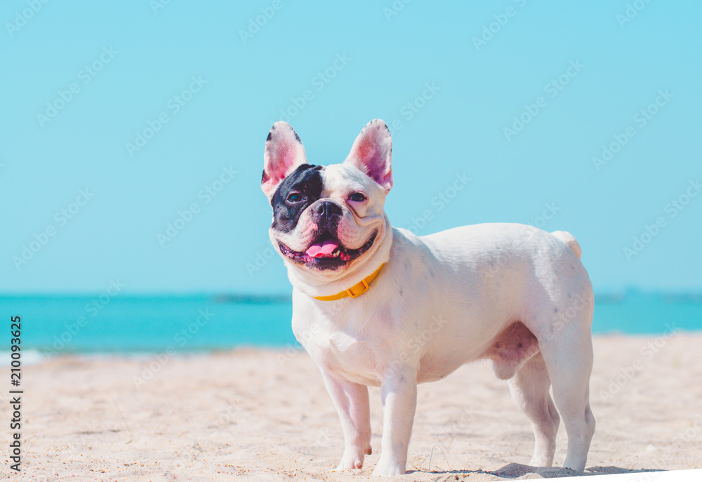 french bulldog stand on the sand beach - obrazy, fototapety, plakaty 