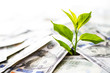 Growing Money and investments. Tree plant growth from American Banknote dollars. saving money concept.