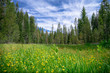 Green Forest Meadow With Yellow Wild Flowers - Yosemite National Park, California 