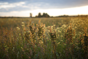 Wall Mural - Meadow grass is illuminated by the rays of the sun