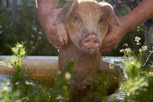 Funny Male Farmer In Plaid Shirt Is Bathing Red Piglet In Pot For Watering Garden Among Blooming Chamomiles. Hands Close-up. Copy Space. 2019 Year Of Yellow Pig. Holiday Time On Farm