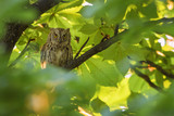 Fototapeta  - Scops Owl - Otus scops, beautiful small owl from European forests and woodlands, Eastern Rodope Mountains, Bulgaria.
