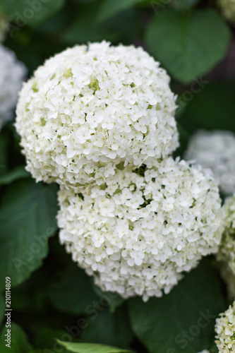 The Bush Of Blooming White Japanese Hydrangeas Ajisai Many Flowers Hydrangeas Festival Japanese Matsuri Stock Photo Adobe Stock The Bush Of Blooming White Japanese Hydrangeas Ajisai Many Flowers Hydrangeas Festival Japanese Matsuri Stock Photo Adobe Stock