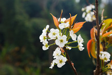 Hawthorn Blossom Flower.