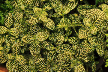 Wall Mural - green leaves with white pattern natural background.