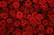 Flower wall, natural red roses background.