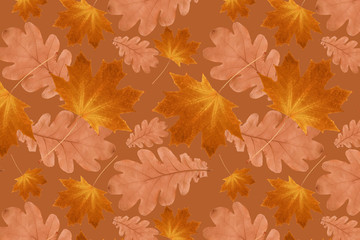 Canvas Print - autumn pattern from dry maple and oak leaves