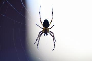 spider web insect