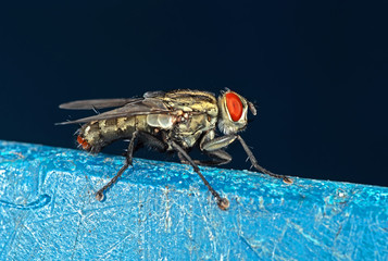 Macro Photo of House Fly Isolated on Background