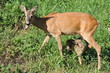 A roe deer feeding its fawn 