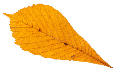 Canvas Print - back side of dried autumn leaf of horse chestnut