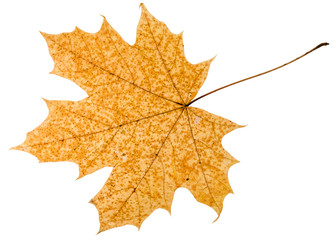 Canvas Print - fallen autumn leaf of acer tree isolated