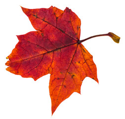Canvas Print - red autumn leaf of maple tree isolated