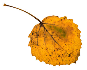 Canvas Print - back side of autumn yellow fallen leaf of aspen