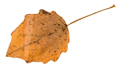 Canvas Print - fallen brown leaf of aspen tree isolated