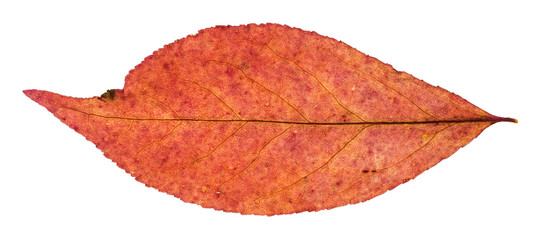 Canvas Print - red autumn leaf of willow tree isolated