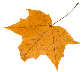 Canvas Print - back side of autumn leaf of maple tree isolated