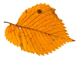 Canvas Print - autumn holey leaf of elm tree isolated