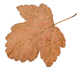 Canvas Print - back side of dried leaf of viburnum tree isolated