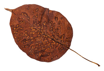 Canvas Print - decayed autumn leaf of pear tree isolated