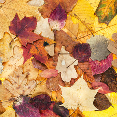 Canvas Print - autumn background from various varicolored leaves