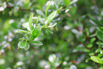 Branch of bush with green leaves on spring day outdoors