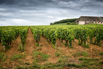 Wall Mural - Burgundy vineyards near Corton. France.