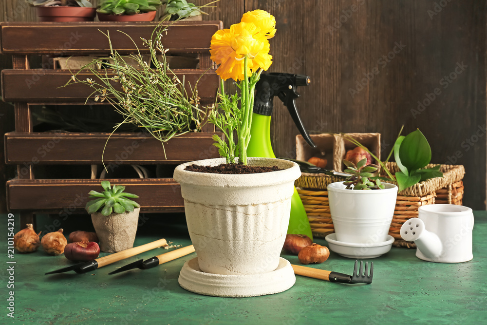 Pot plants and gardening tools near wooden wall