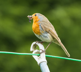 Robin with grubs and worms in it's beak