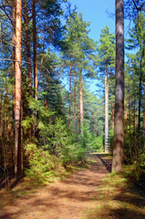 Wall Mural - pine forest in the afternoon in the spring clear sky.