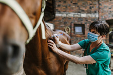 Woman Veterinarian Gives An Injection To Horse In Stable