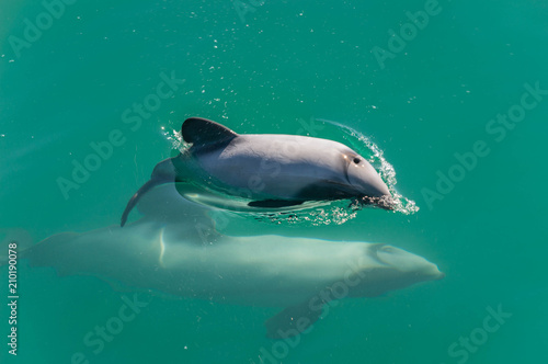 Hector Delfin Baby Beim Einatmen Mit Mutter Buy This Stock Photo And Explore Similar Images At Adobe Stock Adobe Stock