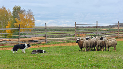 two sheepdogs working