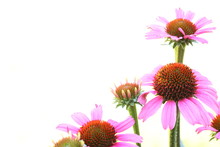 Background Of Pink Coneflowers