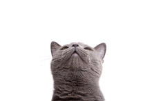 Blue Gray British Cat Isolated On The White