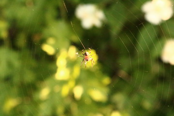 spider and web